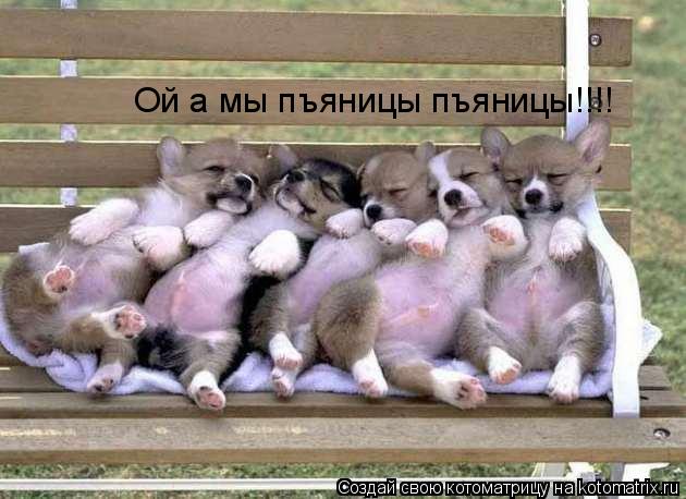 Котоматрица: Ой а мы пъяницы пъяницы!!!!