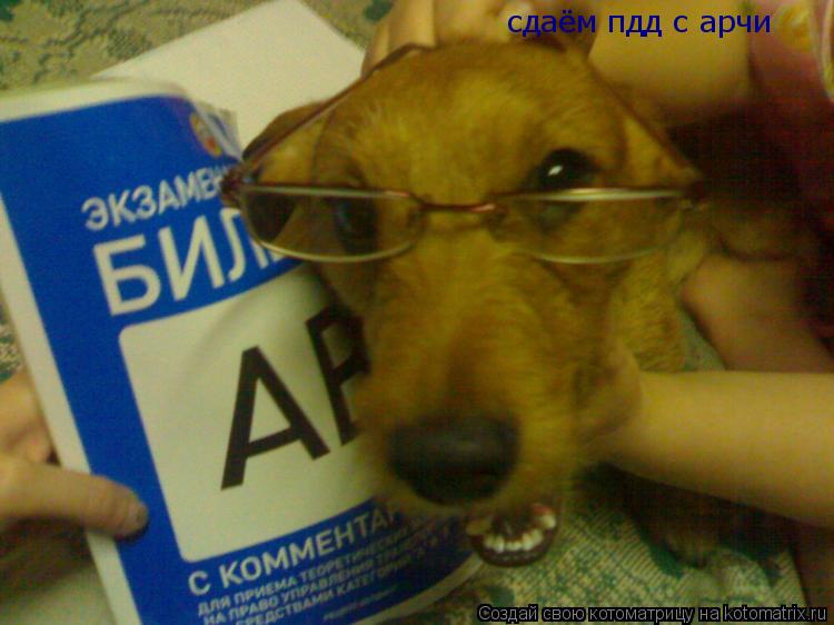 Котоматрица: сдаём пдд с арчи