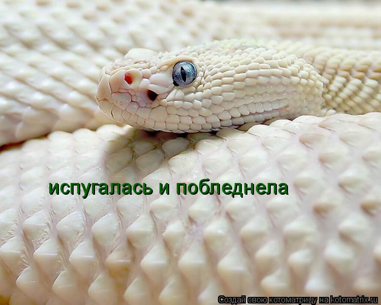 Котоматрица: испугалась и побледнела