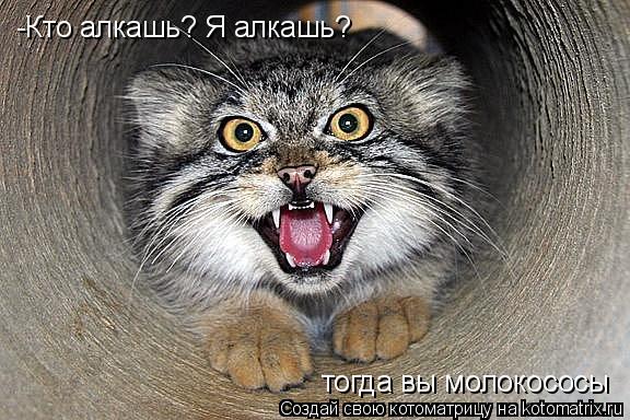 Котоматрица: -Кто алкашь? Я алкашь? тогда вы молокососы