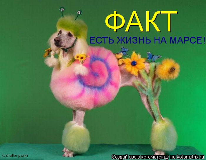 Котоматрица: ФАКТ ЕСТЬ ЖИЗНЬ НА МАРСЕ! koshatko рулит