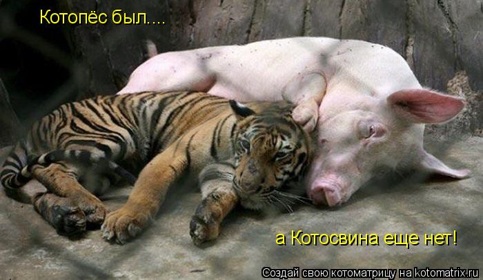Котоматрица: Котопёс был.... а Котосвина еще нет!