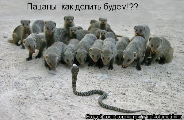 Котоматрица: Пацаны  как делить будем!??