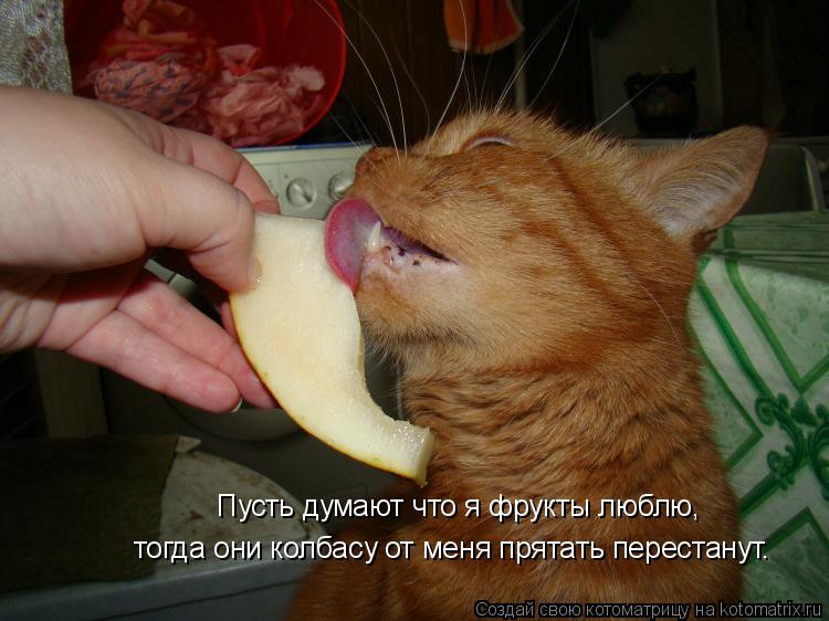 Пусть думают что я фрукты люблю, тогда они колбасу от меня прятать перестанут.... Котоматрица: Пусть думают что я фрукты люблю, тогда они колбасу от меня прятать перестанут.