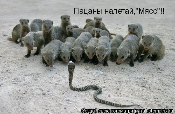 Котоматрица: Пацаны налетай,"Мясо"!!!
