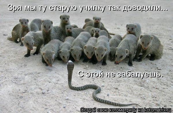 Зря мы ту старую училку так доводили... С этой не забалуешь.... Котоматрица: Зря мы ту старую училку так доводили... С этой не забалуешь.