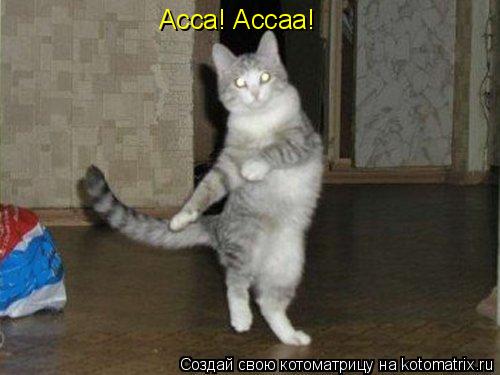 Котоматрица: Асса! Ассаа!