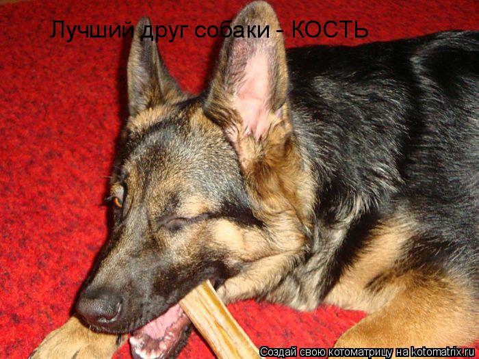 Котоматрица: Лучший друг собаки - КОСТЬ