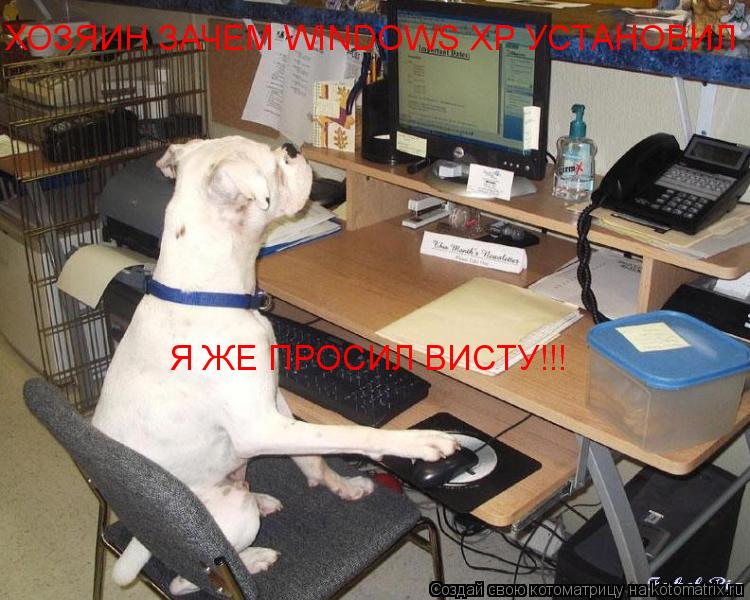 Котоматрица: ХОЗЯИН ЗАЧЕМ WINDOWS XP УСТАНОВИЛ  Я ЖЕ ПРОСИЛ ВИСТУ!!!