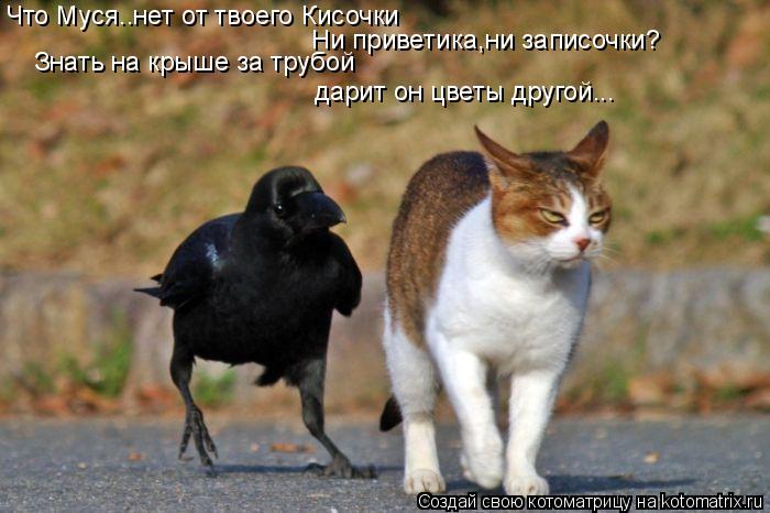 Котоматрица: Знать на крыше за трубой дарит он цветы другой... Что Муся..нет от твоего Кисочки Ни приветика,ни записочки?