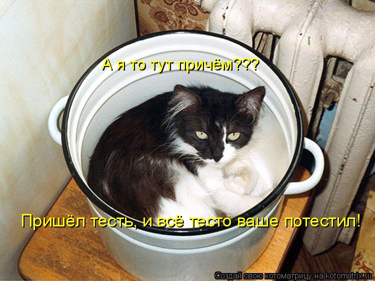 Котоматрица: А я то тут причём??? Пришёл тесть, и всё тесто ваше потестил!