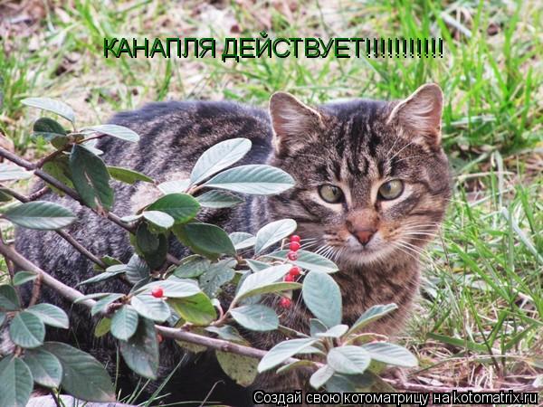 Котоматрица: КАНАПЛЯ ДЕЙСТВУЕТ!!!!!!!!!!!