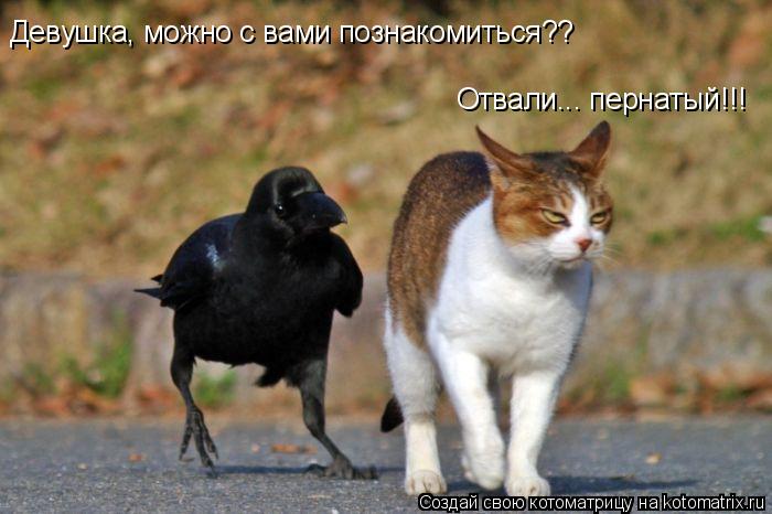 Котоматрица: Девушка, можно с вами познакомиться?? Отвали... пернатый!!!