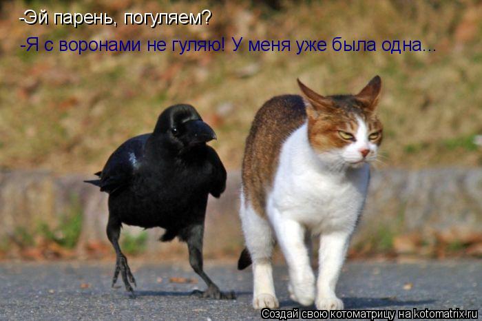 Котоматрица: -Эй парень, погуляем? -Я с воронами не гуляю! У меня уже была одна...