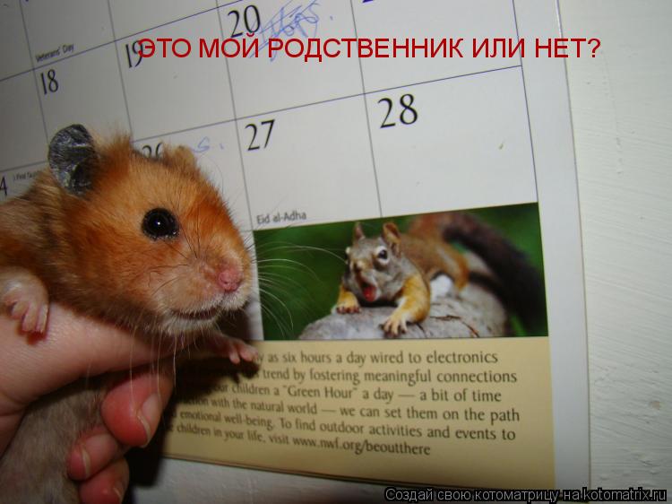 Котоматрица: ЭТО МОЙ РОДСТВЕННИК ИЛИ НЕТ?