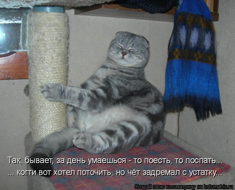Котоматрица: Умаялся за день - то поесть, то поспать... хотел вот когти поточить, но чёт задремал... Так, бывает, за день умаешься - то поесть, то поспать... Так