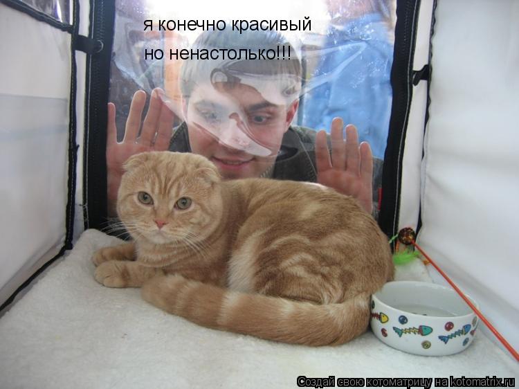 Котоматрица: я конечно красивый но ненастолько!!!