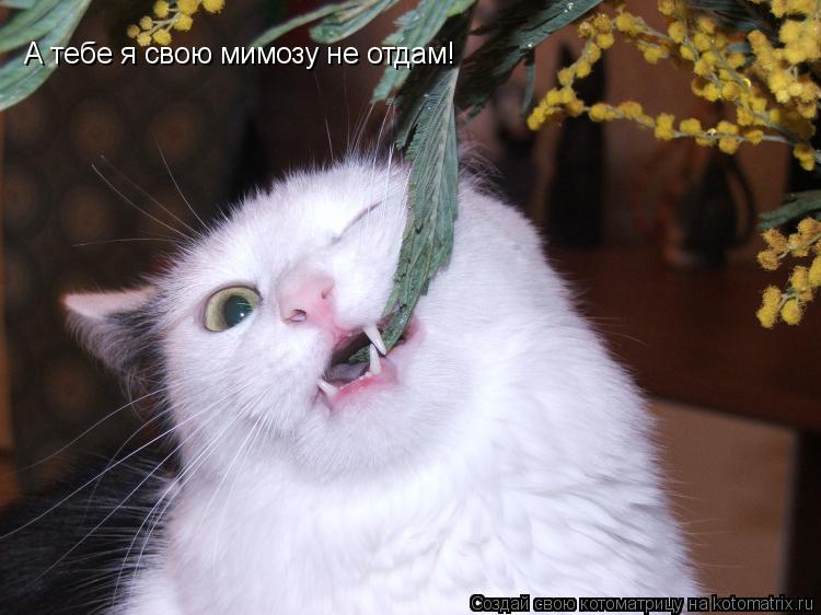 Котоматрица: А тебе я свою мимозу не отдам!