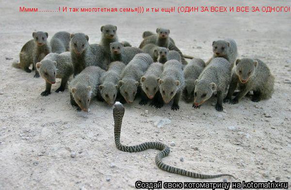 Котоматрица: Мммм...........! И так многотетная семья))) и ты ещё! (ОДИН ЗА ВСЕХ И ВСЕ ЗА ОДНОГО!