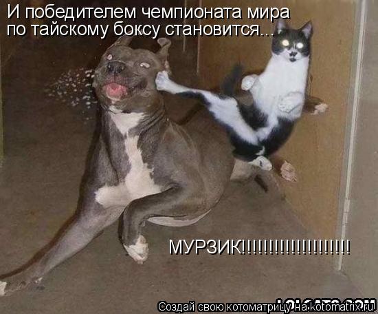 Котоматрица: И победителем чемпионата мира  по тайскому боксу становится... МУРЗИК!!!!!!!!!!!!!!!!!!!!
