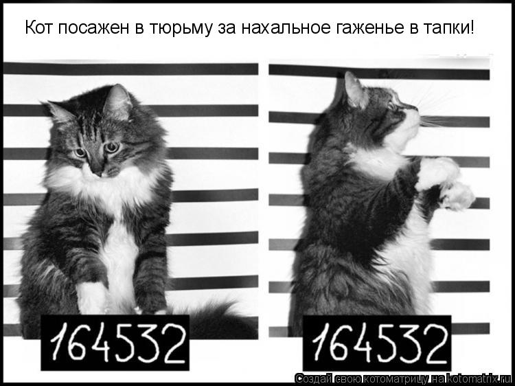 Котоматрица: Кот посажен в тюрьму за нахальное гаженье в тапки!