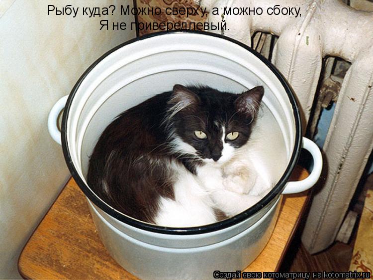Рыбу куда? Можно сверху, а можно сбоку, Я не привередлевый.... Котоматрица: Рыбу куда? Можно сверху, а можно сбоку, Я не привередлевый.