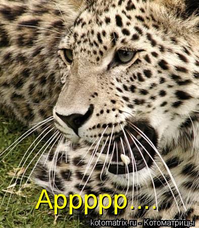 Котоматрица: Аррррр....