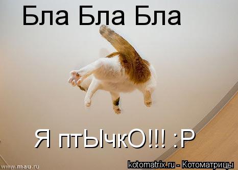 Котоматрица: Бла Бла Бла Я птЫчкО!!! :Р