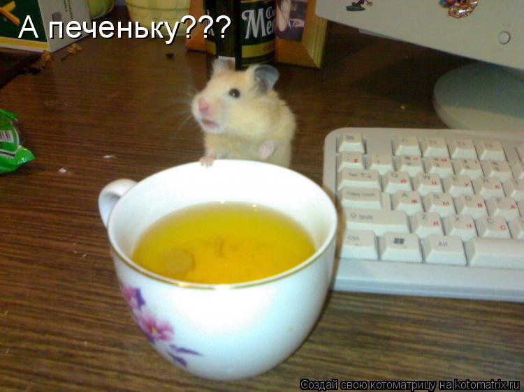 Котоматрица: А печеньку???