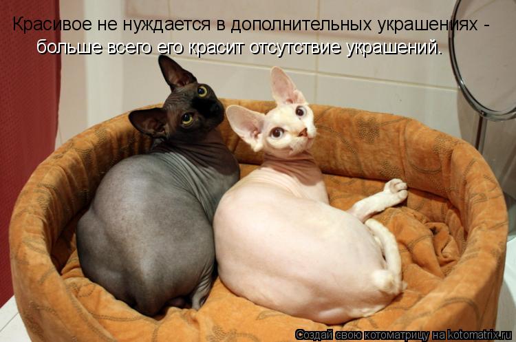 Котоматрица: Красивое не нуждается в дополнительных украшениях -  больше всего его красит отсутствие украшений.