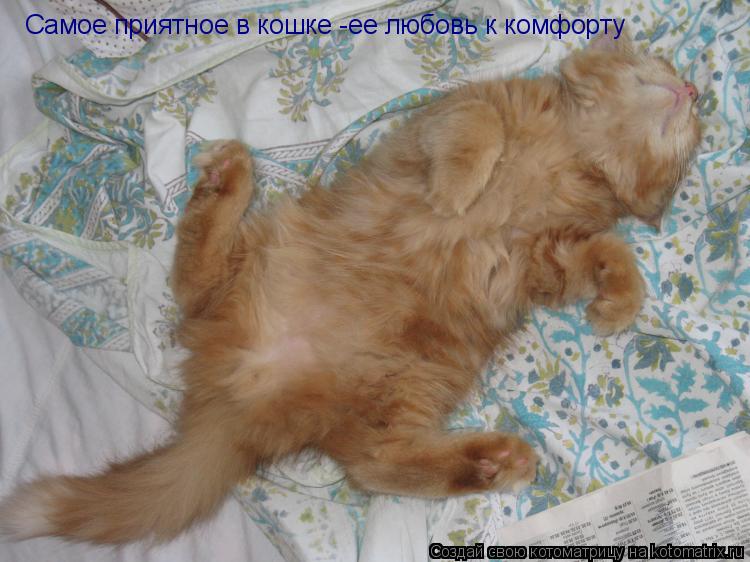 Котоматрица: Самое приятное в кошке -ее любовь к комфорту