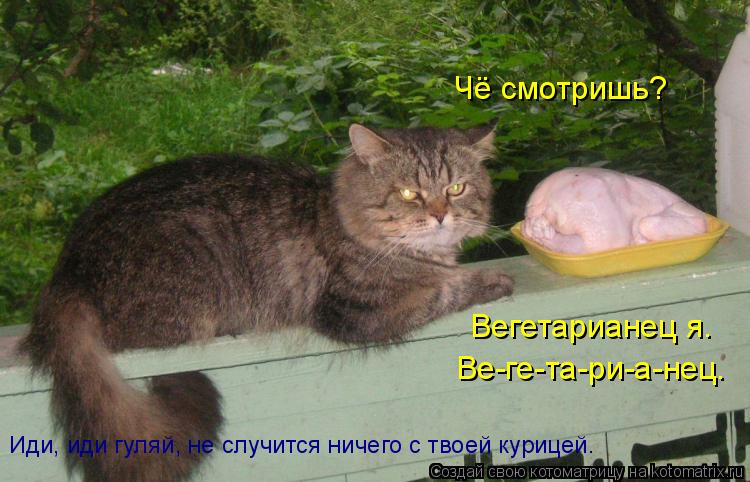 Котоматрица: Чё смотришь? Вегетарианец я. Ве-ге-та-ри-а-нец. Иди, иди гуляй, не случится ничего с твоей курицей.