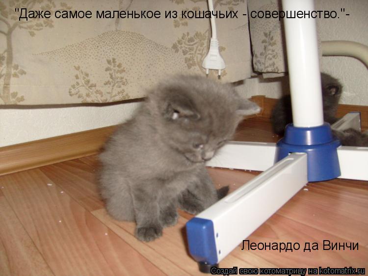 Котоматрица: "Даже самое маленькое из кошачьих - совершенство."- Леонардо да Винчи