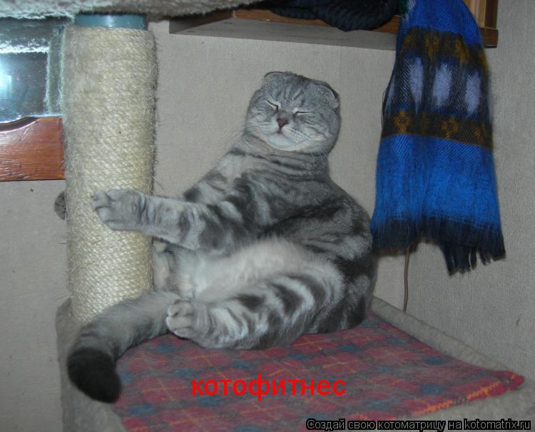 Котоматрица: котофитнес