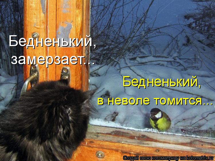 Бедненький, замерзает... Бедненький, в неволе томится...... Котоматрица: Бедненький, замерзает... Бедненький, в неволе томится...