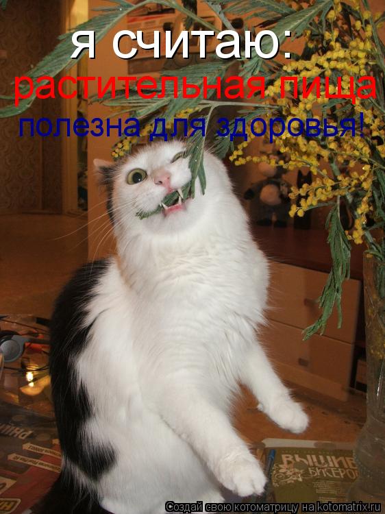 Котоматрица: я считаю:  растительная пища  полезна для здоровья!
