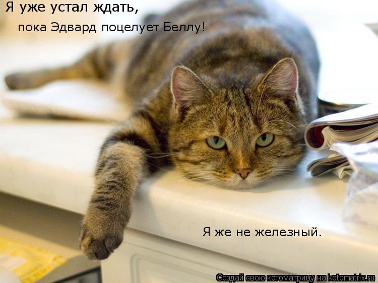 Котоматрица: Я уже устал ждать, пока Эдвард поцелует Беллу! Я же не железный.