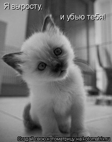 Котоматрица: Я выросту, и убью тебя!