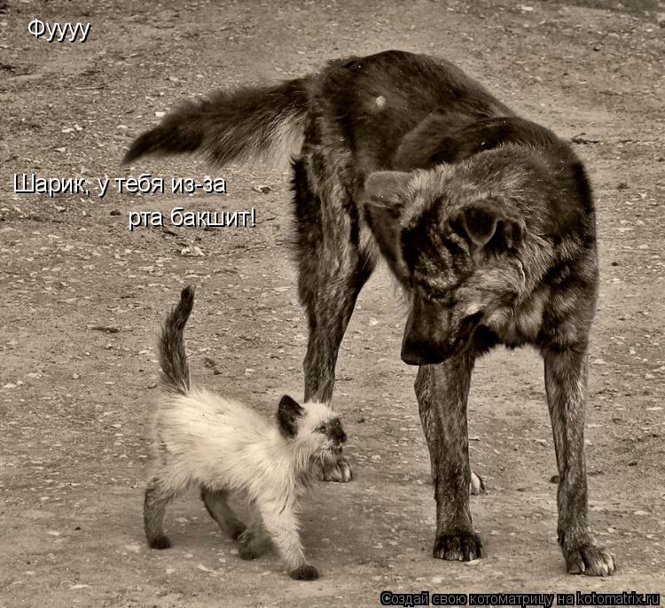 Котоматрица: Фуууу Шарик, у тебя из-за рта бакшит!