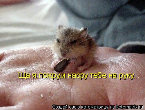 Котоматрица: Ща я пожру,и насру тебе на руку...