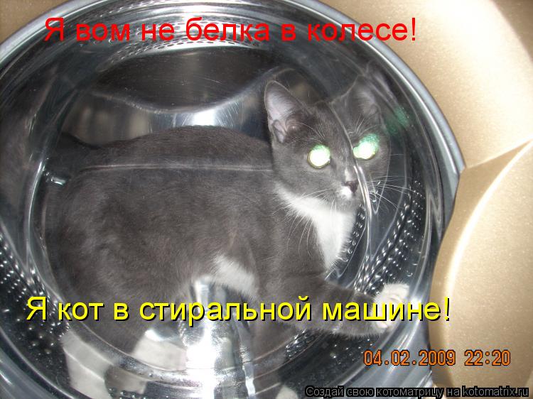 Котоматрица: Я вом не белка в колесе! Я кот в стиральной машине!