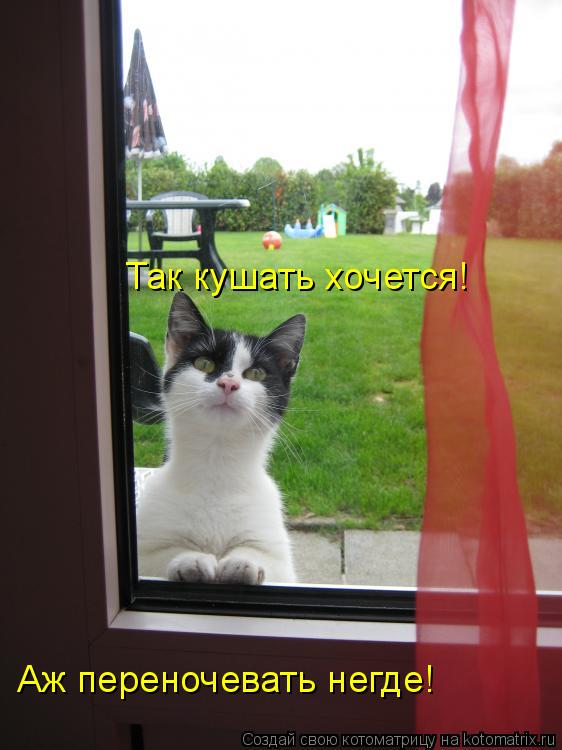 Котоматрица: Так кушать хочется! Аж переночевать негде!
