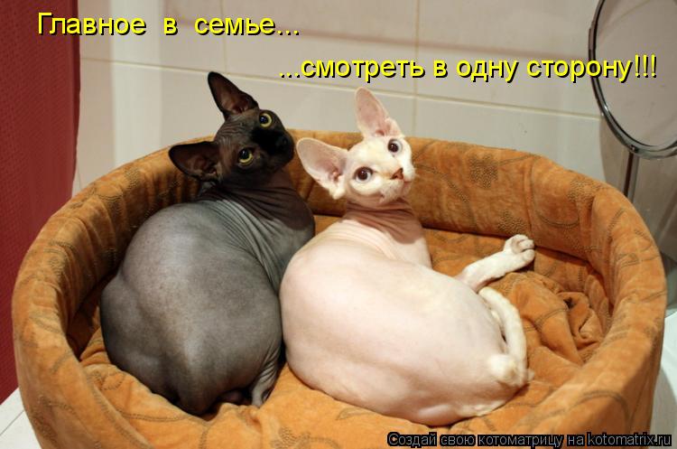 Котоматрица: Главное  в  семье... ...смотреть в одну сторону!!!