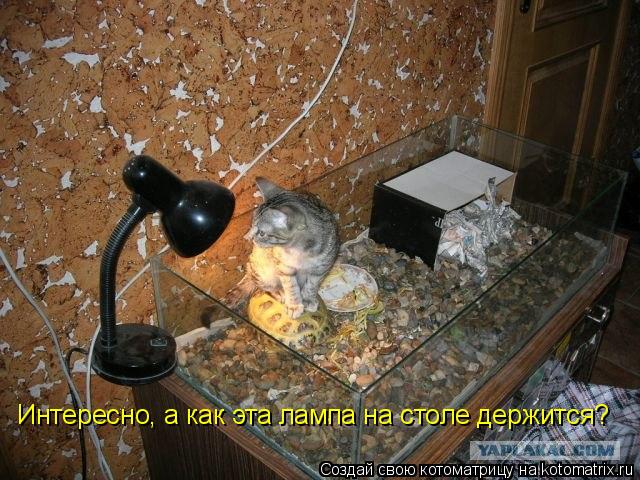 Котоматрица: Интересно, а как эта лампа на столе держится?