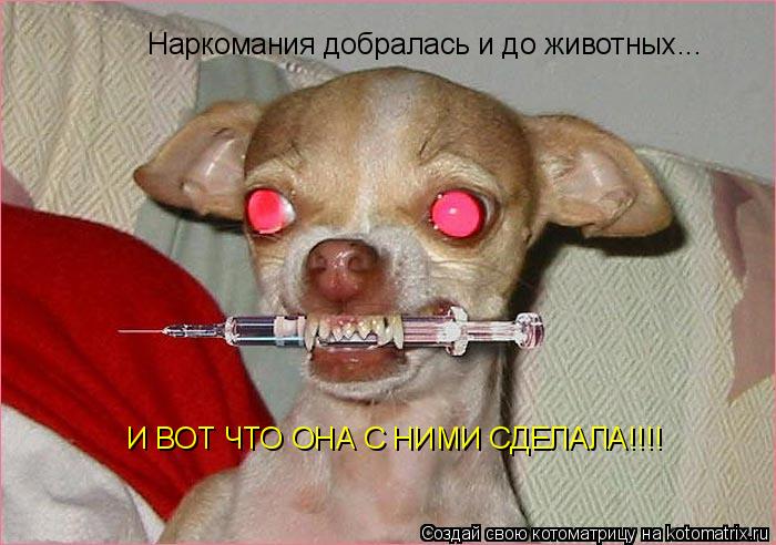 Котоматрица: Наркомания добралась и до животных... И ВОТ ЧТО ОНА С НИМИ СДЕЛАЛА!!!!