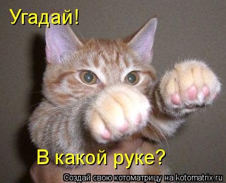 Котоматрица: Угадай! В какой руке?