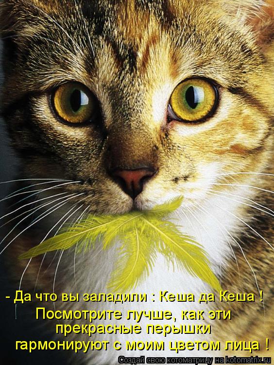 Котоматрица: прекрасные перышки Посмотрите лучше, как эти  - Да что вы заладили : Кеша да Кеша ! гармонируют с моим цветом лица !