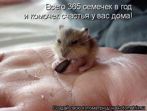 Котоматрица: Всего 365 семечек в год и комочек счастья у вас дома!