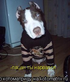 Котоматрица: -пацан ты нарвался