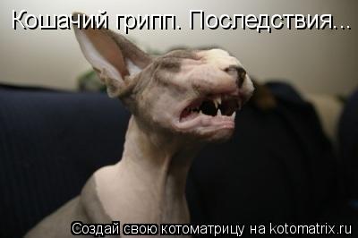 Котоматрица: Кошачий грипп. Последствия...